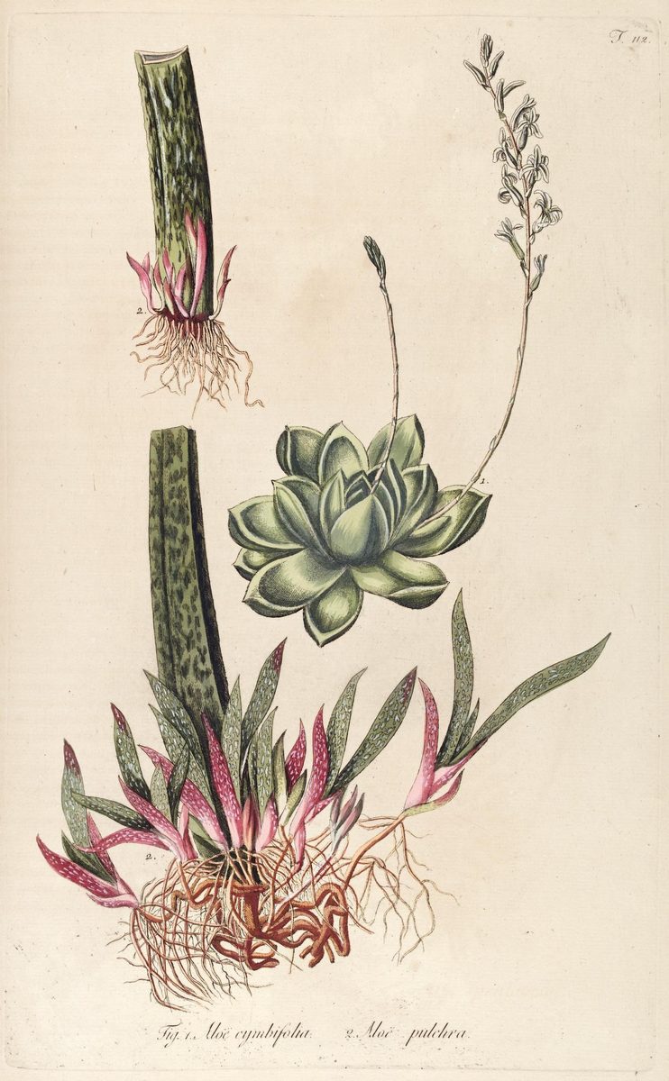 1809年の手彩色銅版画。中央に舟形の葉が重なる淡緑のロゼットと弓なりに伸びた花茎、上段と下段に白斑のある細長い葉と根の図が描かれる。下部に「Fig. 1. Aloë cymbifolia. 2. Aloë pulchra.」の刻字がある