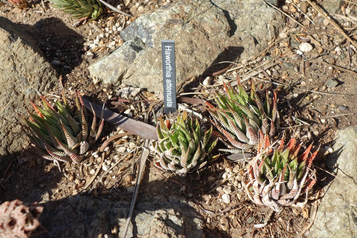アテヌアータ(Haworthiopsis attenuata)の栽培株。両面に白い粒の入る細長い葉