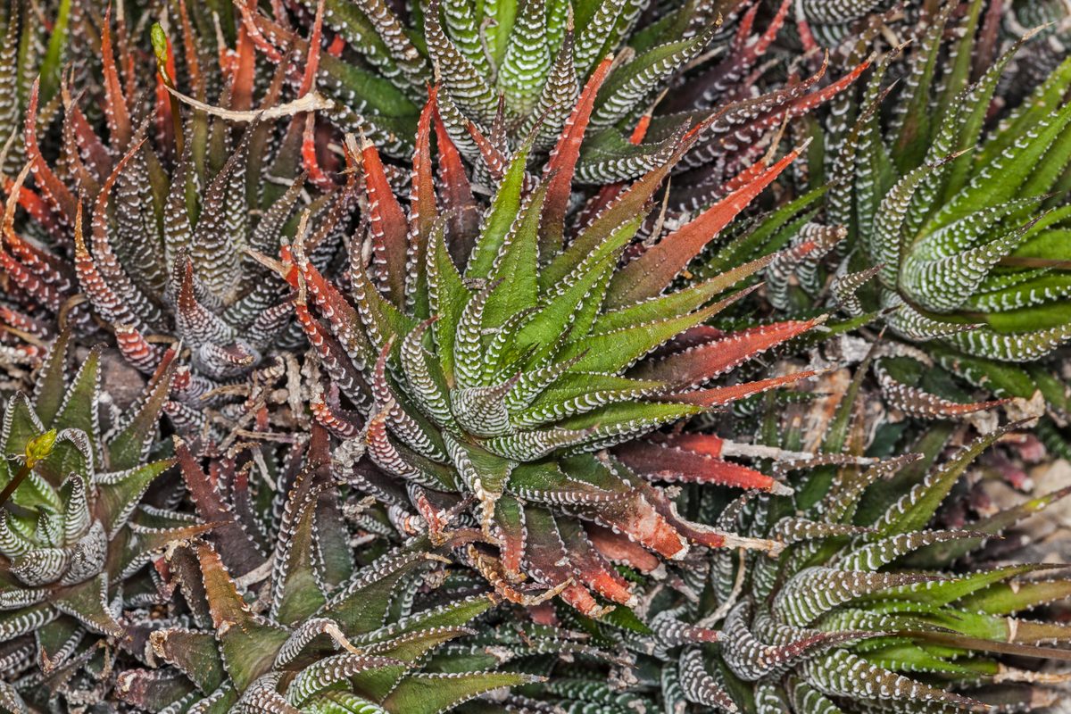 ミュンヘン植物園でアテヌアータ(Haworthiopsis attenuata)として記録された群生株。白い疣が横に連なって帯をつくり、上を向いた葉の面にも白い粒が散る