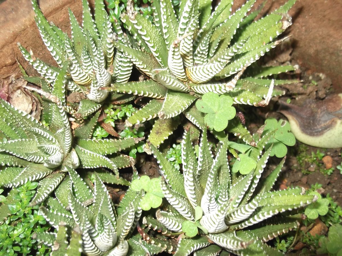 アテヌアータ(Haworthia attenuata)として記録された群生株を上から見た写真。上を向いた葉の面(内側)にも白い粒が点々と散っている