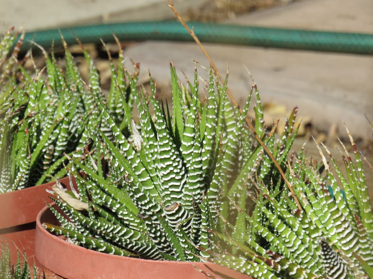 アテヌアータとして記録された鉢植えの株立ち。白い疣が融合して太い横縞になり、中央の株では内側の面にも白い縞が見える