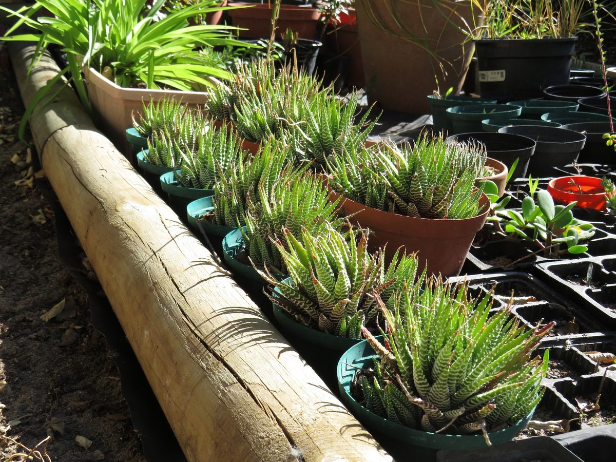 屋外の育成棚に、白い横縞のある硬葉系ハオルチアの鉢が列をなして並ぶ生産風景