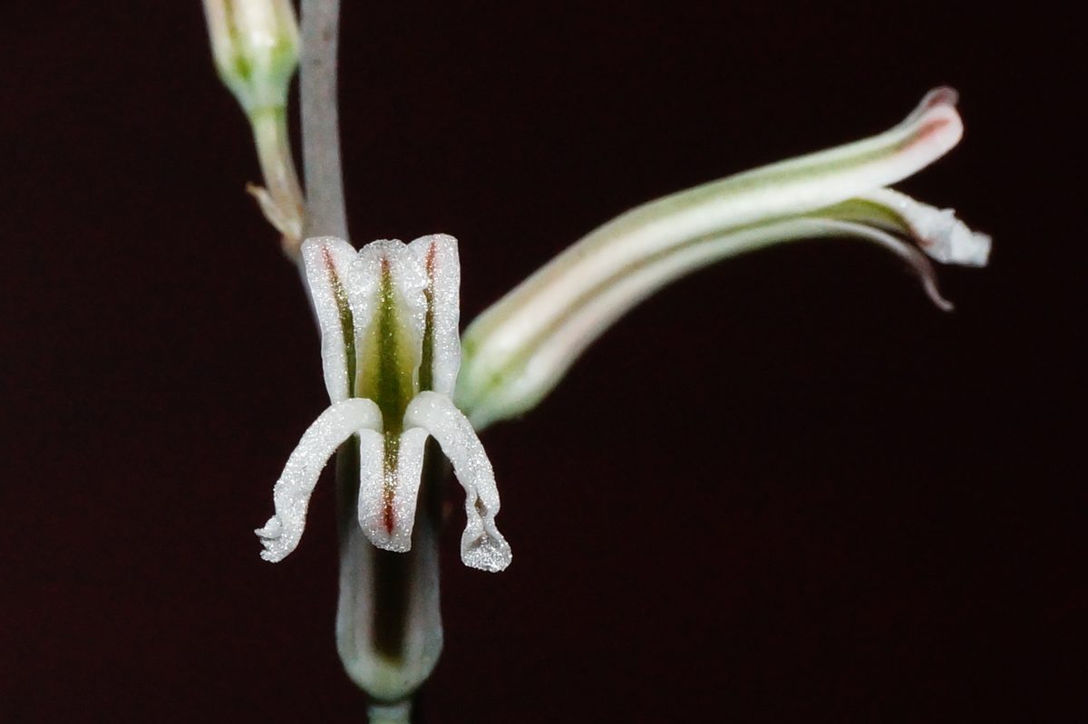 黒い背景に浮かぶ白い筒状の花のクローズアップ。花被片の先が反り返り、緑色の筋が入る。手前に蕾も写る