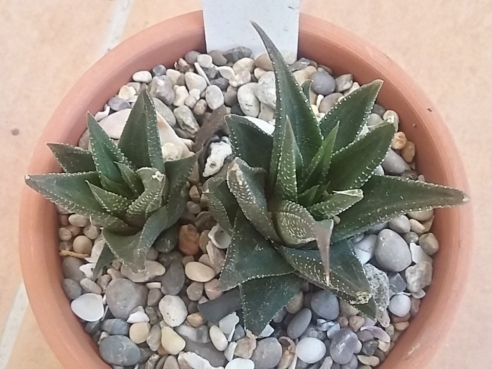 var. glabrata として記録された鉢植えの小株。葉は暗緑色で白い疣はほとんど目立たず、葉の縁に細かい白い突起が並ぶ