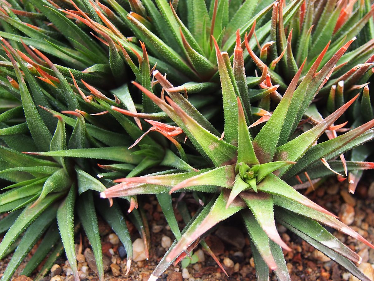 var. radula として記録された株。細い葉の全面に小さな白い疣が密に散り、横帯をつくらずやすりのような質感になっている