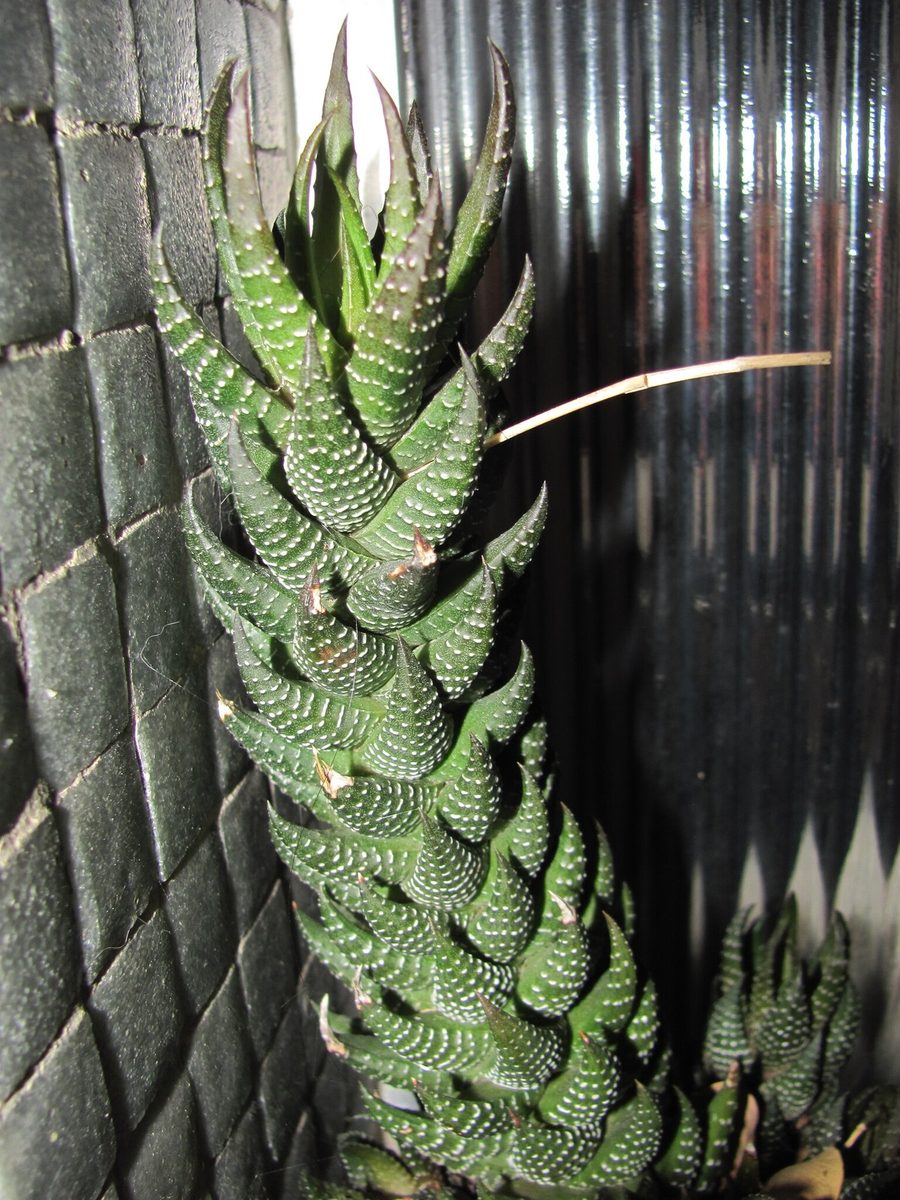 コアルクタータ(Haworthiopsis coarctata)として記録された栽培株。葉が茎に沿って積み重なった柱状の姿で、小さな白い疣が縦に並ぶ
