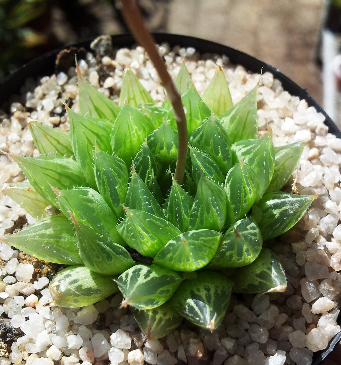 クーペリー(Haworthia cooperi)の栽培株。透明な窓を持つ群生
