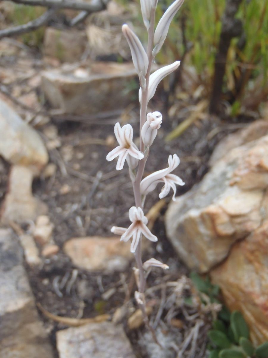 自生地の岩場で、細い花茎の先に白い星形の小花を数輪咲かせたハオルチア。花被片に淡褐色の筋が入る