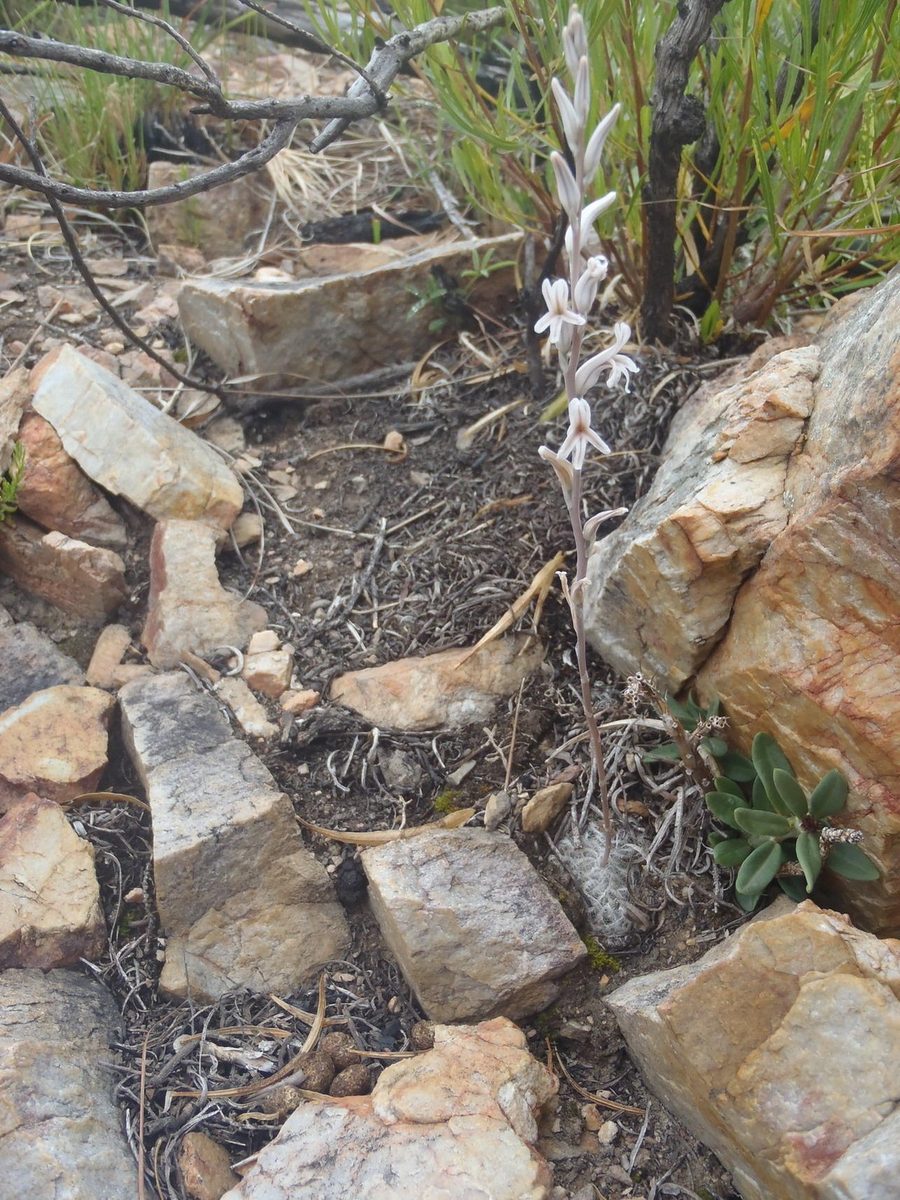 石英礫の岩場から、小さなハオルチアの株が細い花茎を高く伸ばして開花している引きの写真。花茎が株より目立つ
