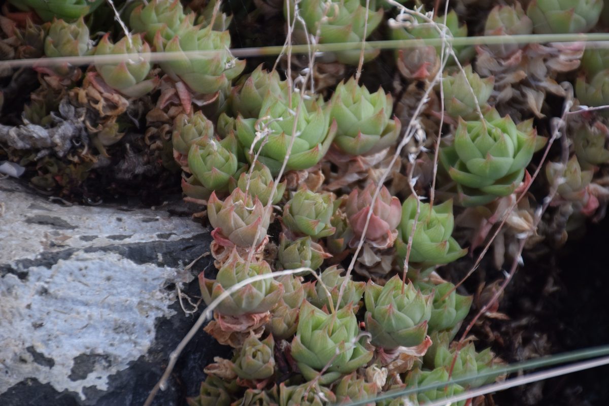 シンビフォルミス(Haworthia cymbiformis)の群生株。黄緑の舟形の窓