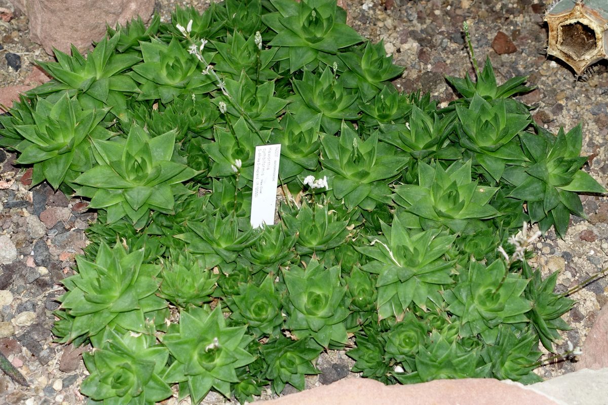 植物園の砂礫床に広がったマット状の群生。濃緑の葉は舟形で先がとがり、細い花茎が数本立って白い小花をつけている。中央に植物園の登録ラベルが立つ