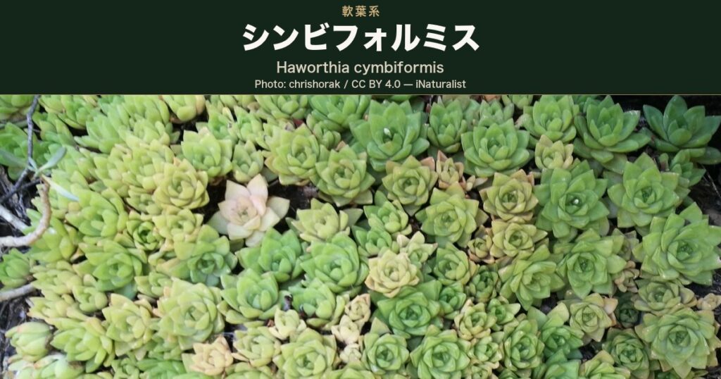 南アフリカ・ポートエリザベスの岩場に小さなロゼットが数百株マット状に密生した写真の上に「シンビフォルミス Haworthia cymbiformis」の見出しを添えたアイキャッチ画像。iNaturalist で複数の同定者により Haworthia cymbiformis とされた観察(research grade)