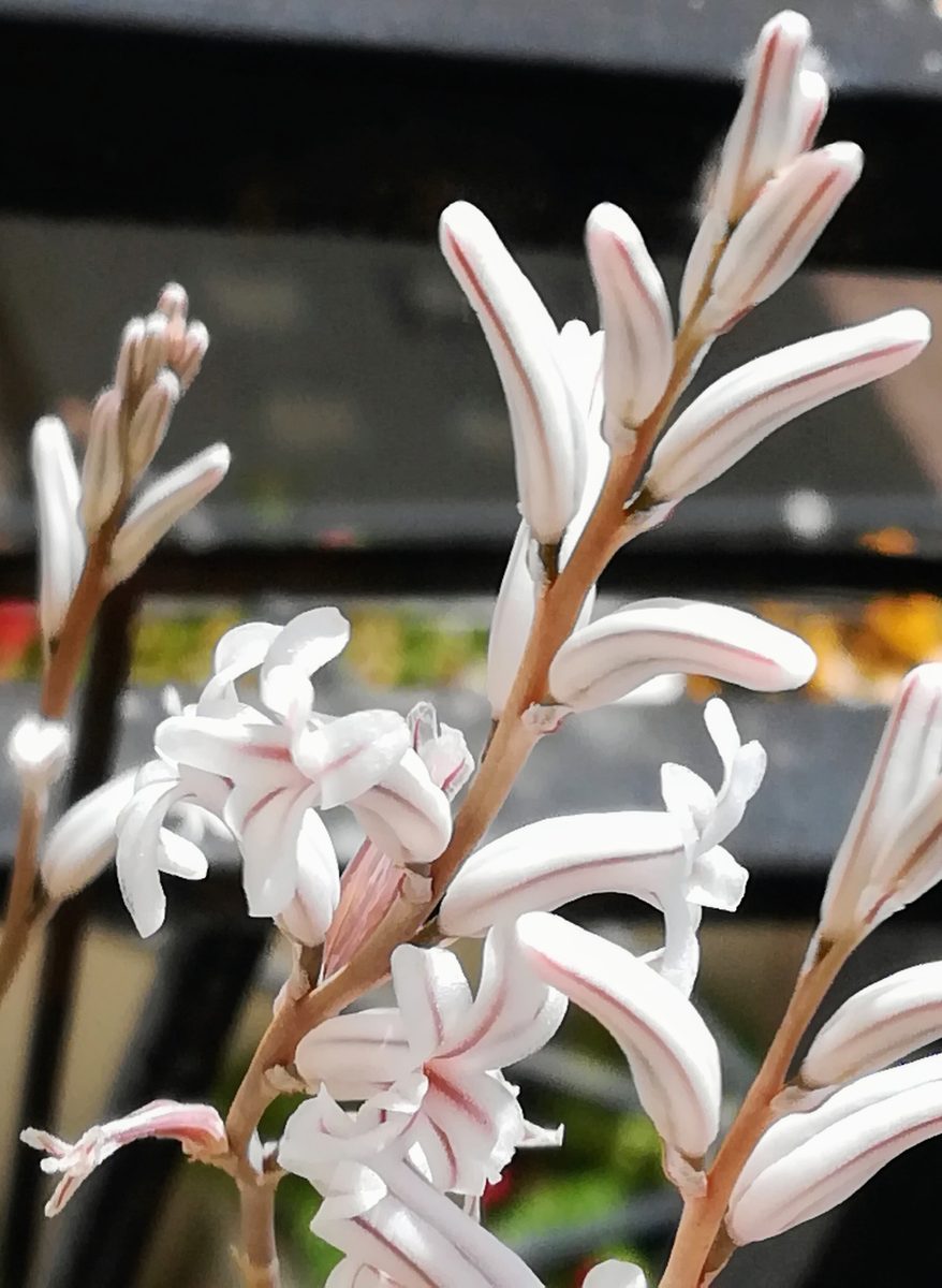 褐色の花茎につく白い筒状の花のマクロ。花被片は6枚で上下2唇に反り返り、それぞれの中央に淡紅色の筋が縦に走る。奥にはまだ開いていない細長い蕾が並ぶ