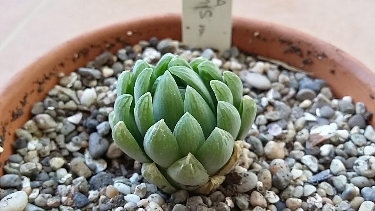 素焼き鉢の礫土に植わった単一のロゼット。青緑色の短い葉が内側へ強く巻き込み、全体が球状に締まって見える。葉先の縁は半透明(投稿者が var. incurvula として登録した株)