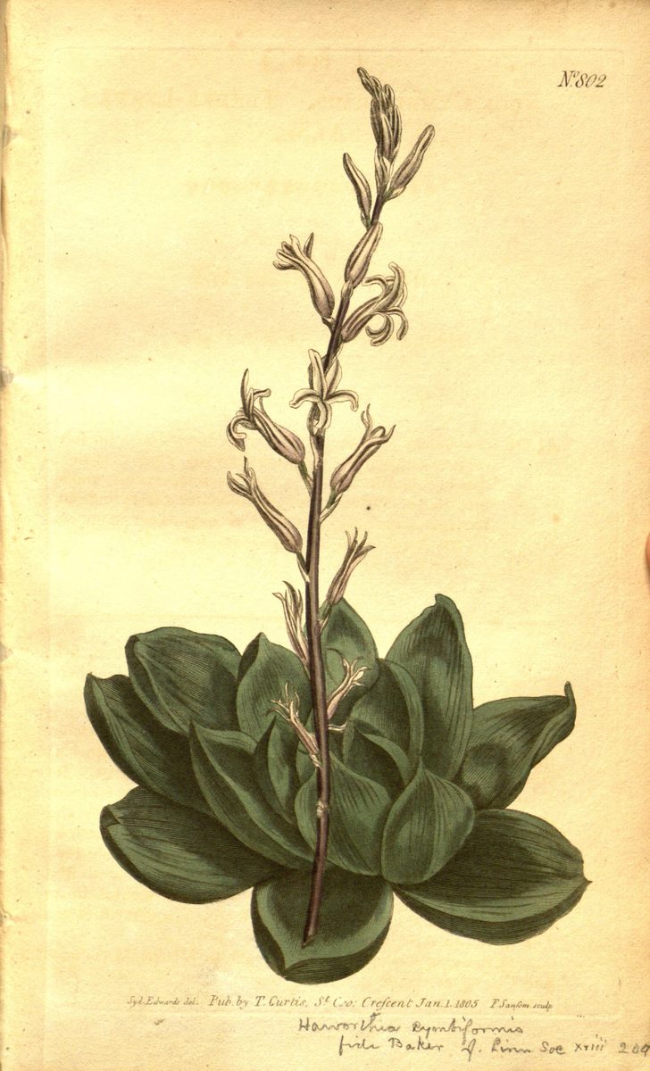 1805年の手彩色銅版画。幅広い舟形の葉が重なるロゼットの中心から花茎が伸び、白い筒状花を数個つけている。右上に「N°802」の番号が入る