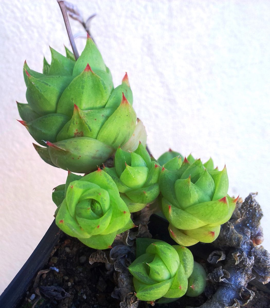 黒いポットの中で、木質化した古い茎から枝分かれして立ち上がった複数のロゼット。葉は明るい緑で先が赤く尖り、株ごとに高さが違う(Commons では Haworthia cymbiformis var. ramosa として掲載)