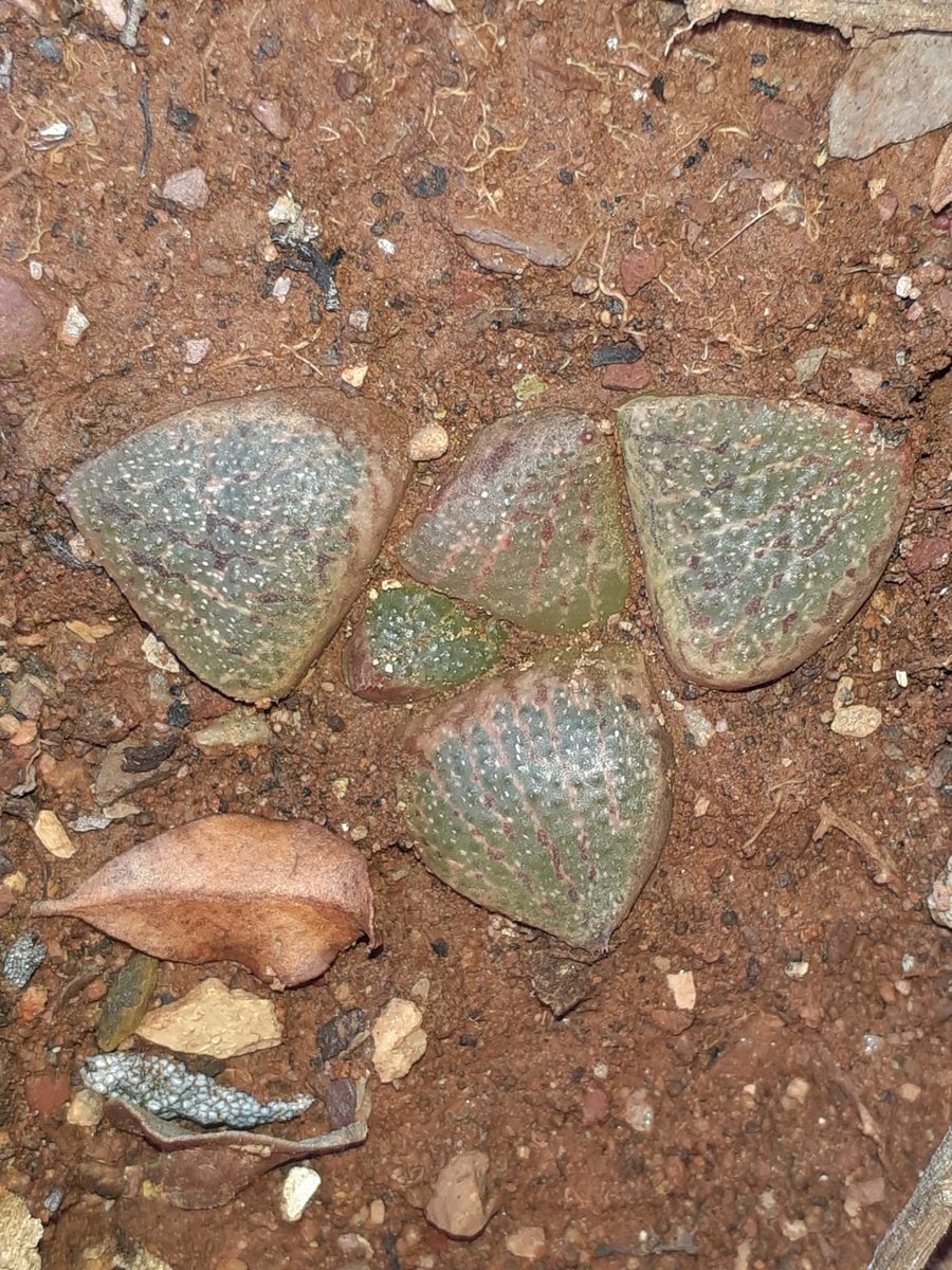 南アフリカの赤土に埋もれ、葉先の面だけを地表に出した軟葉系ハオルチア。面は白いイボで粗く、赤褐色の筋が走る(iNaturalist の現行同定は Haworthia emelyae var. emelyae・research grade)