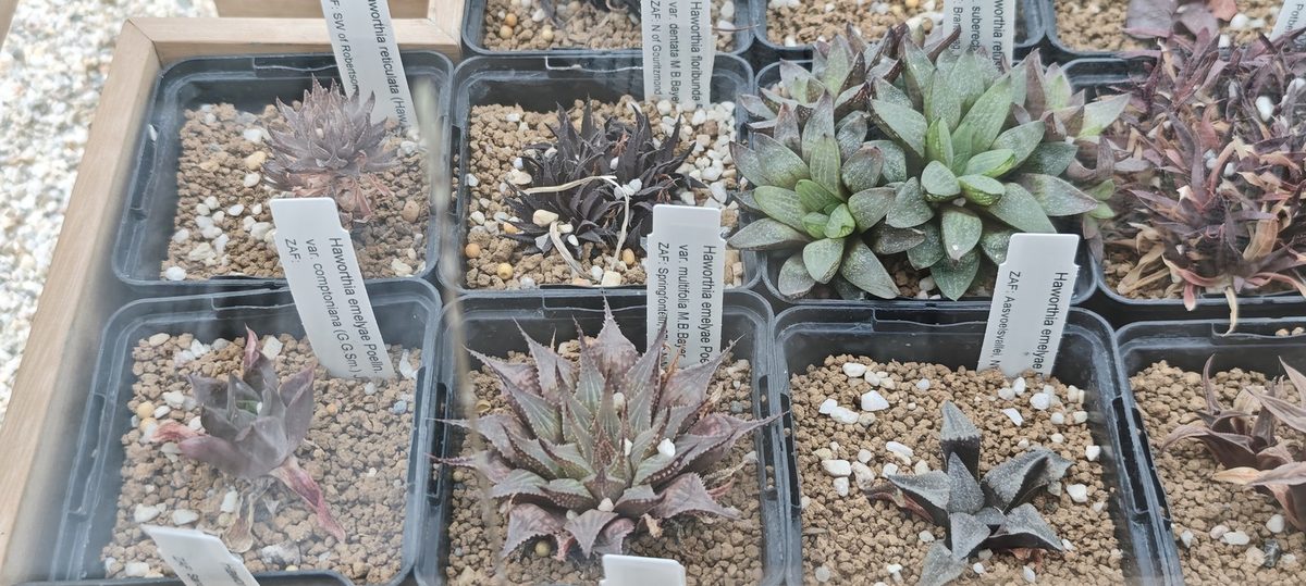 小鉢が並ぶ多肉植物のコレクション。それぞれの鉢に差された白いラベルに変種名と産地の記載が読める(iNaturalist では Haworthia emelyae として投稿されているが casual grade)