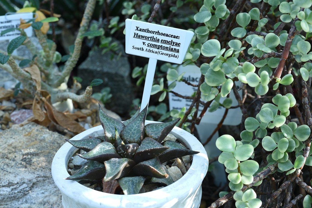 植物園の植え込みに置かれた大きな名札と、その奥で日焼けして暗褐色になった軟葉系ハオルチアの株。名札には科名と Haworthia emelyae v. comptoniana、産地に南アフリカと記されている(Wikimedia Commons では Haworthia emelyae var. comptoniana として収蔵)