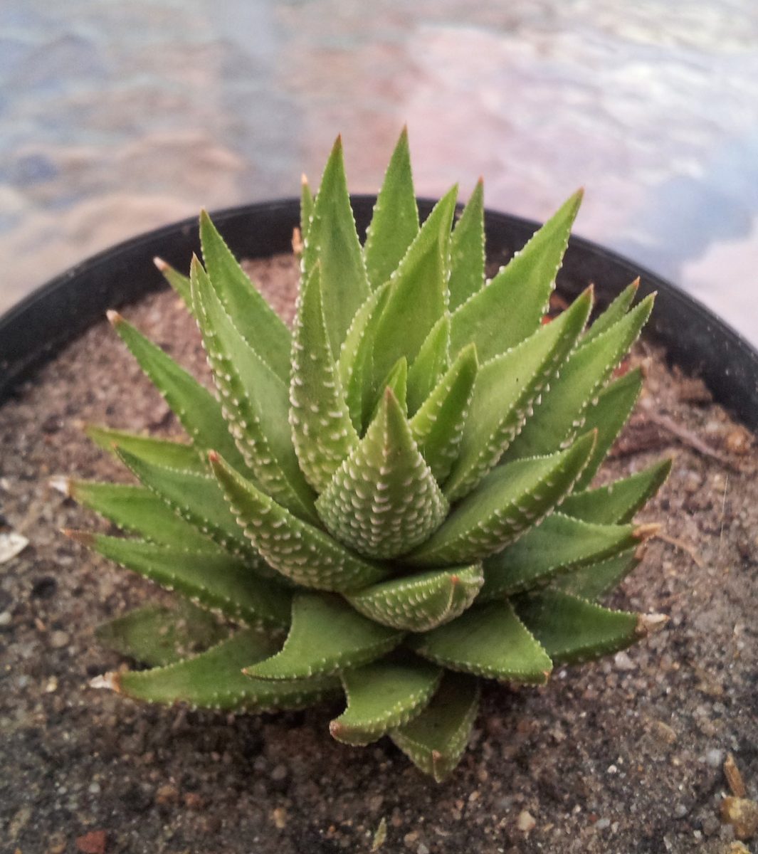 十二の巻(Haworthiopsis fasciata)の栽培株。白い横縞と内側の平滑な葉