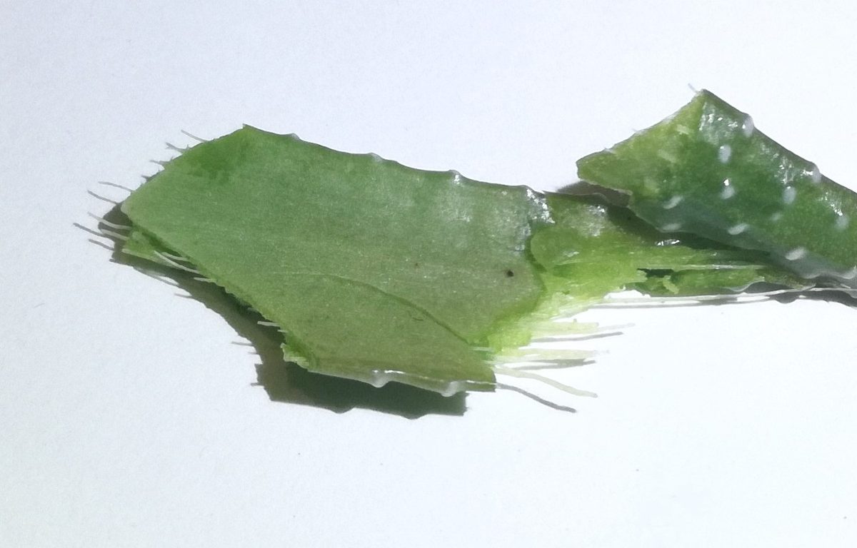 十二の巻(Haworthiopsis fasciata)として記録された葉を折り、断面から白い繊維が糸状に伸びている標本写真。葉の外側には白い疣が横に並ぶ