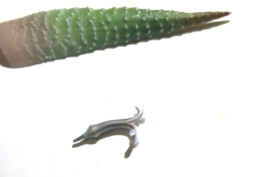 十二の巻(Haworthiopsis fasciata)として記録された葉 1 枚と、二唇形に開いた白い筒状花を白い背景に並べた標本写真