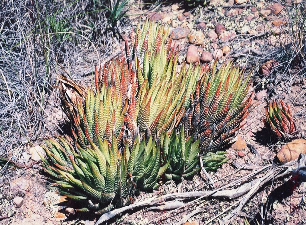 採集地の記録(MBB Kabeljouws River)が添えられた、十二の巻(Haworthiopsis fasciata)として記録された株。礫と枯れ草の中で赤みを帯びたロゼットが群れる