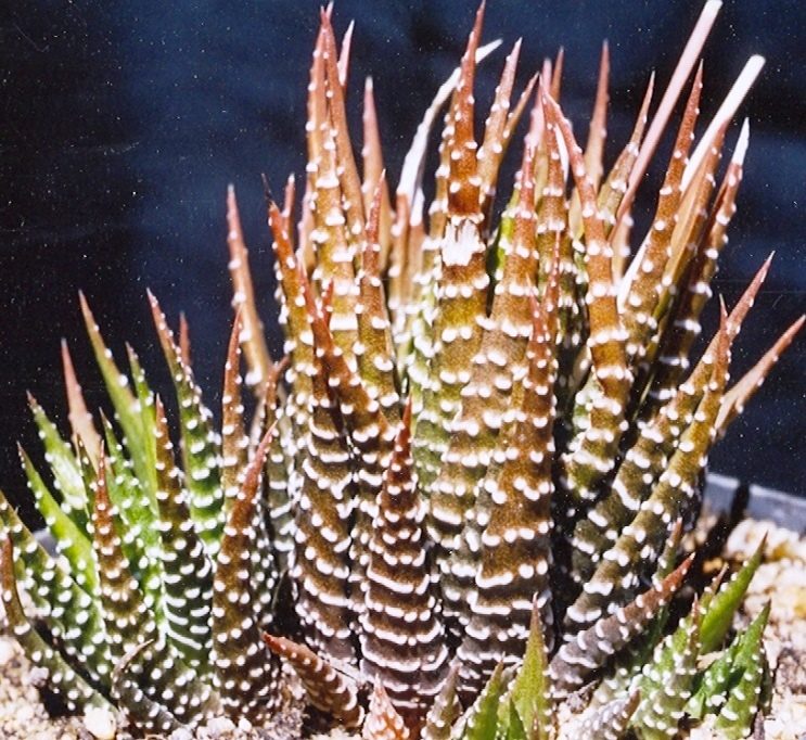 採集地 Paradise Beach の記録がついた、十二の巻(Haworthiopsis fasciata)として記録された鉢の栽培株。褐色を帯びた密な柱状の群れ