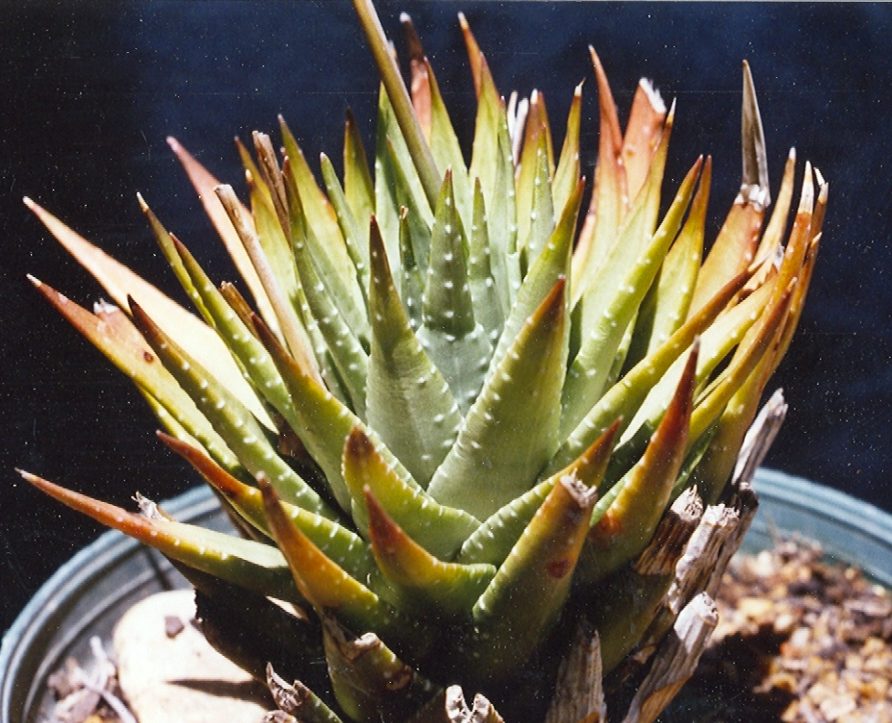 採集地 Loerie の記録がついた、十二の巻(Haworthiopsis fasciata)として記録された鉢の栽培株。黄緑から赤に色づく単独のロゼット