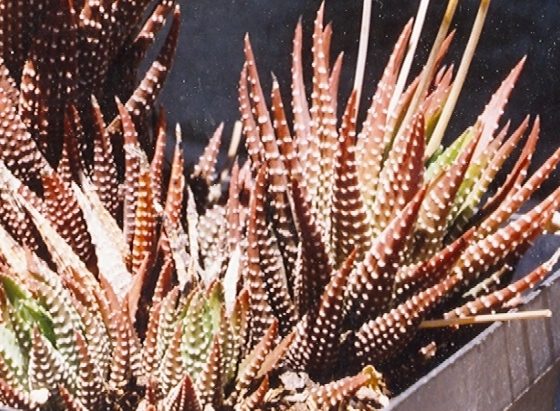 採集地 Gamtoos の記録がついた、十二の巻(Haworthiopsis fasciata)として記録された鉢の栽培株。赤褐色に染まり白い疣が明瞭
