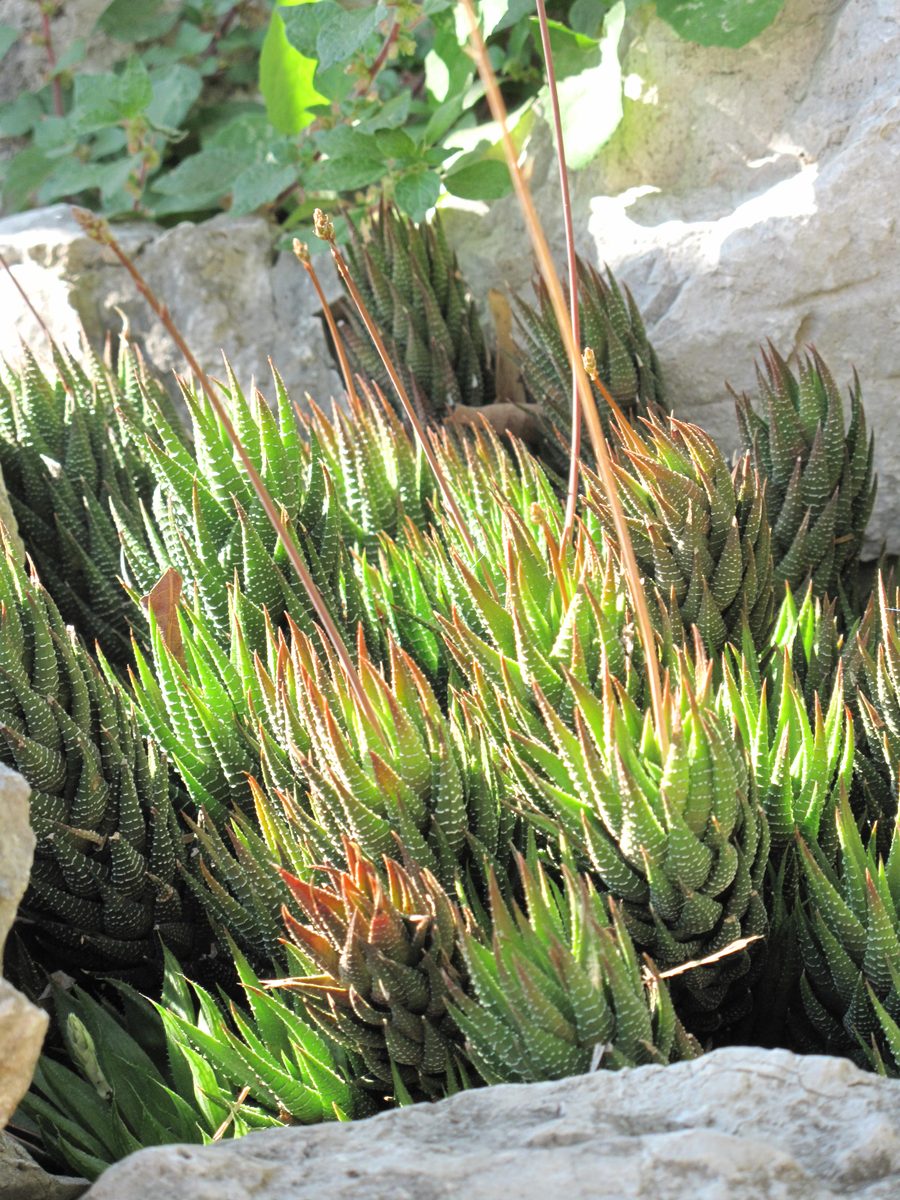 モナコの植物園で『Haworthia fasciata variabilis』の名札とともに植えられた、白い横縞のある硬葉ハオルチアの大群落