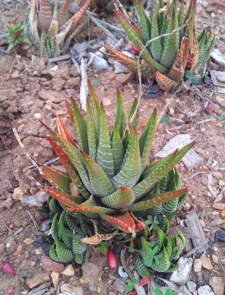 var. browniana として記録された株。赤褐色の土の上で、葉の外側に細かい白い疣が横に並び、内側は滑らかに見える