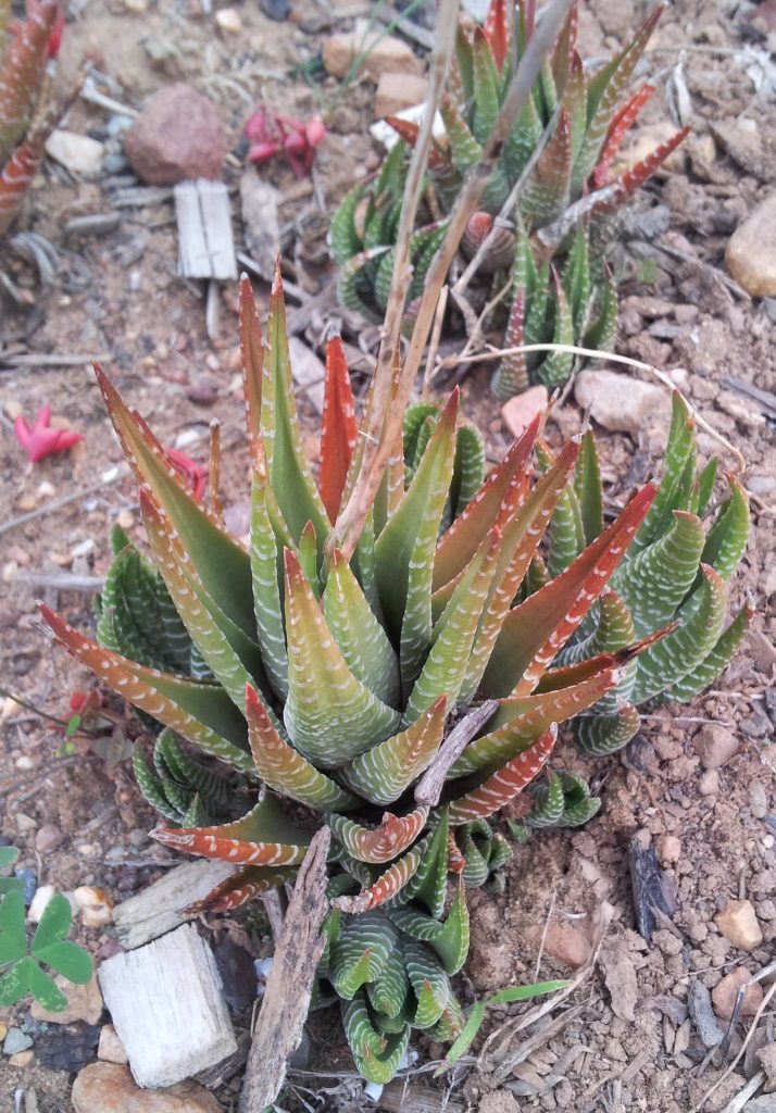var. browniana として記録された株の別カット。葉先が赤く色づき、細かい白い疣の横列が見える