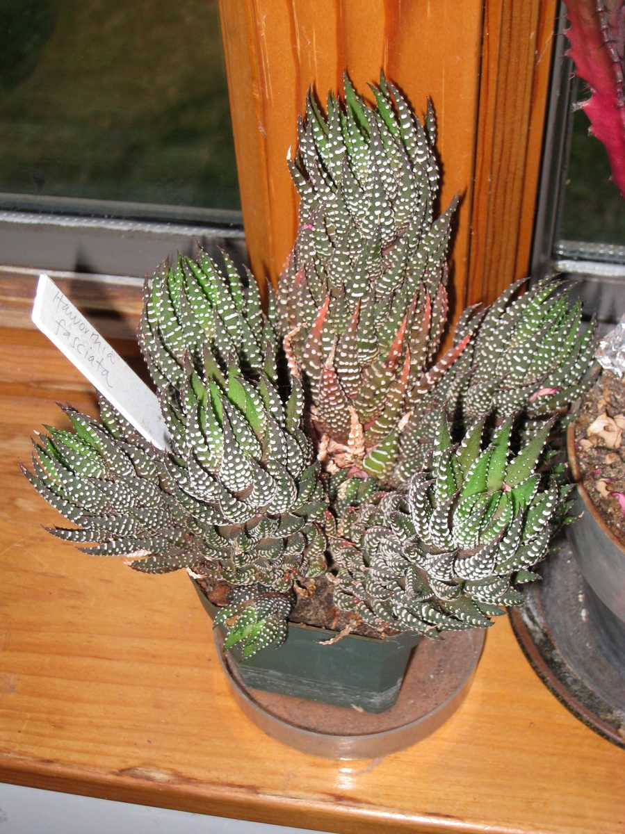 手書きの名札に『Haworthia fasciata』と書かれた鉢植えの硬葉系ハオルチア。葉の内側にも白い疣が一面に散っている