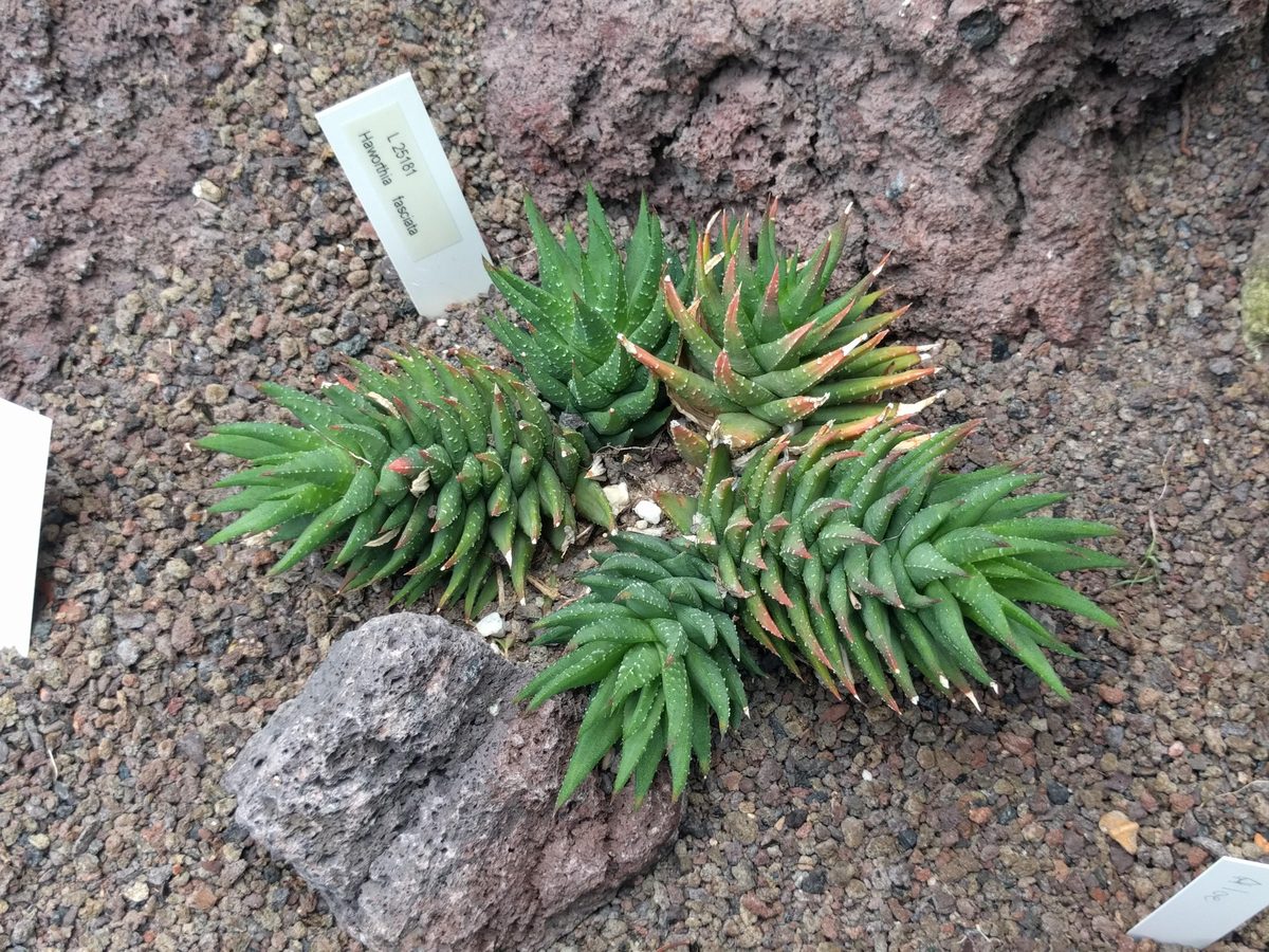 植物園の名札に『Haworthia fasciata』とある硬葉系ハオルチア。白い点が散る程度で、白い疣の横帯は見当たらない