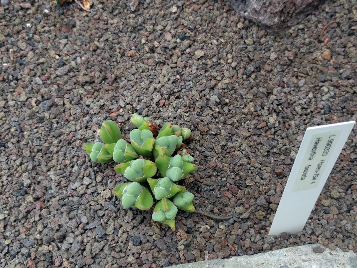 植物園の名札に『Haworthia fasciata』とある多肉植物。短く厚い舟形の葉が塊になり、白い疣は見当たらない
