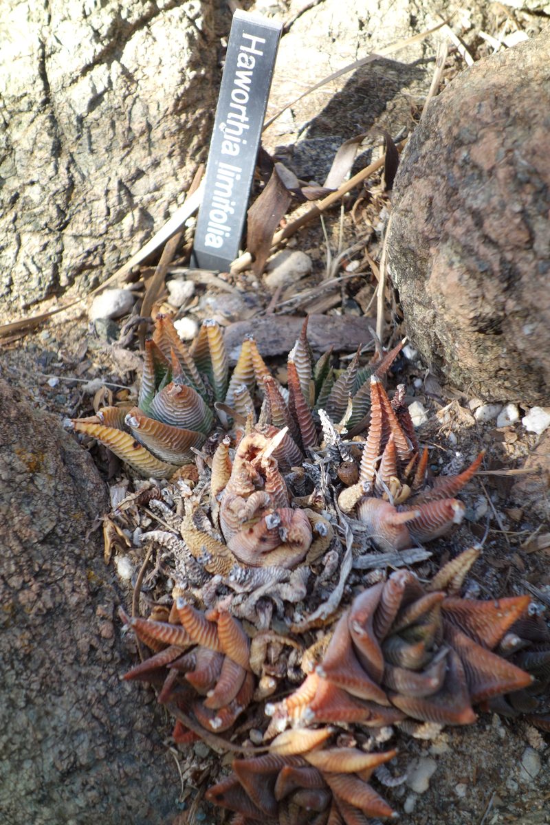 リミフォリア(Haworthiopsis limifolia)の株。同心円状に走る隆条