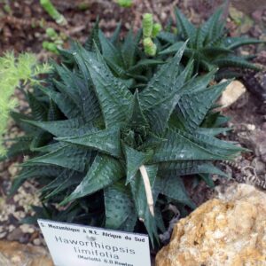 リミフォリア(Hp. limifolia)の写真