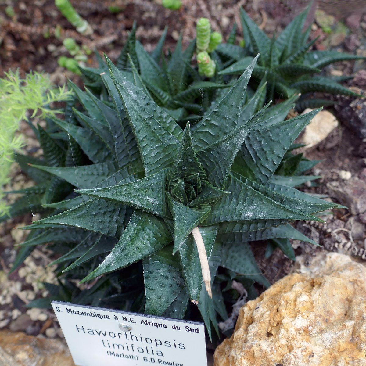 瑠璃殿として植物園で栽培される株の葉面。手前の葉では丸い疣が点として並び、上の葉ではその疣がつながって横向きの畝になっている