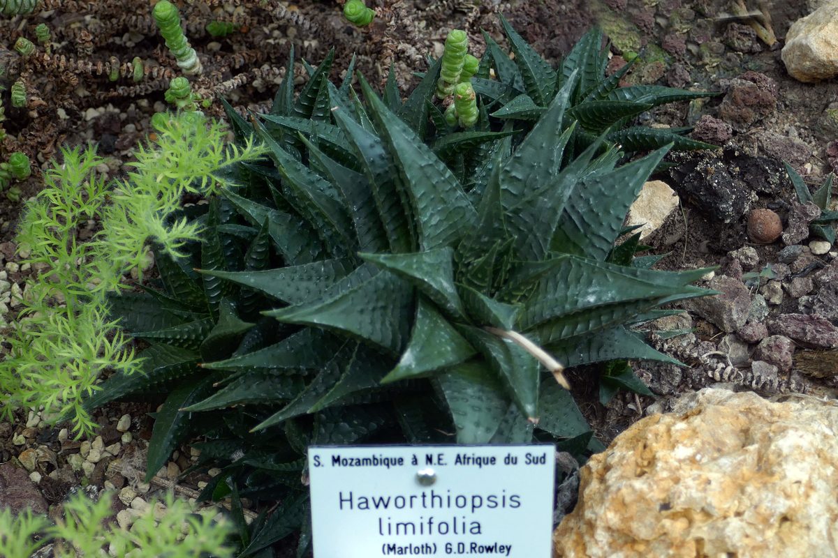 瑠璃殿として植物園に植えられた株の全体。三角形の葉が平たいロゼットを作り、葉の表面に横向きの畝が走る。手前に学名を記した名札がある