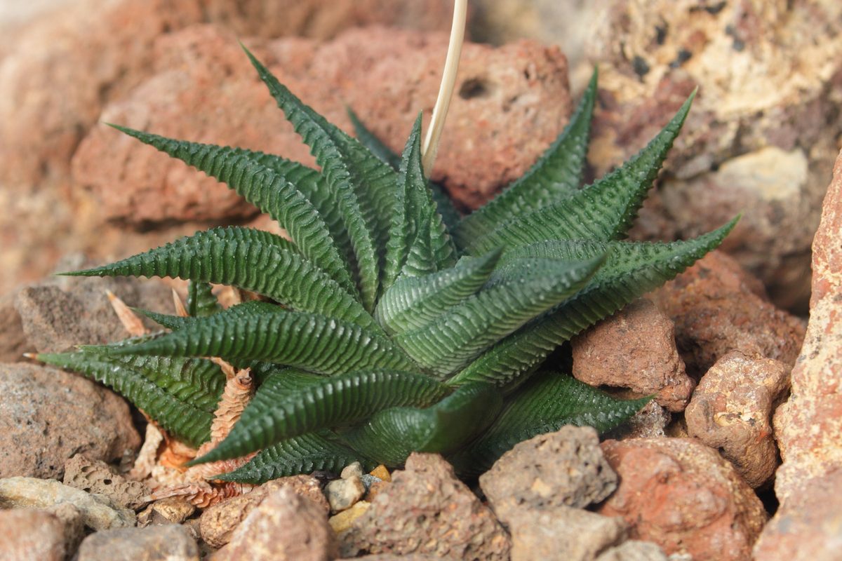 砂漠温室の火山礫の間に瑠璃殿(Haworthiopsis limifolia)として植えられた単株。濃緑の三角形の葉に横向きの畝が密に並び、中心から枯れた花茎が伸びる