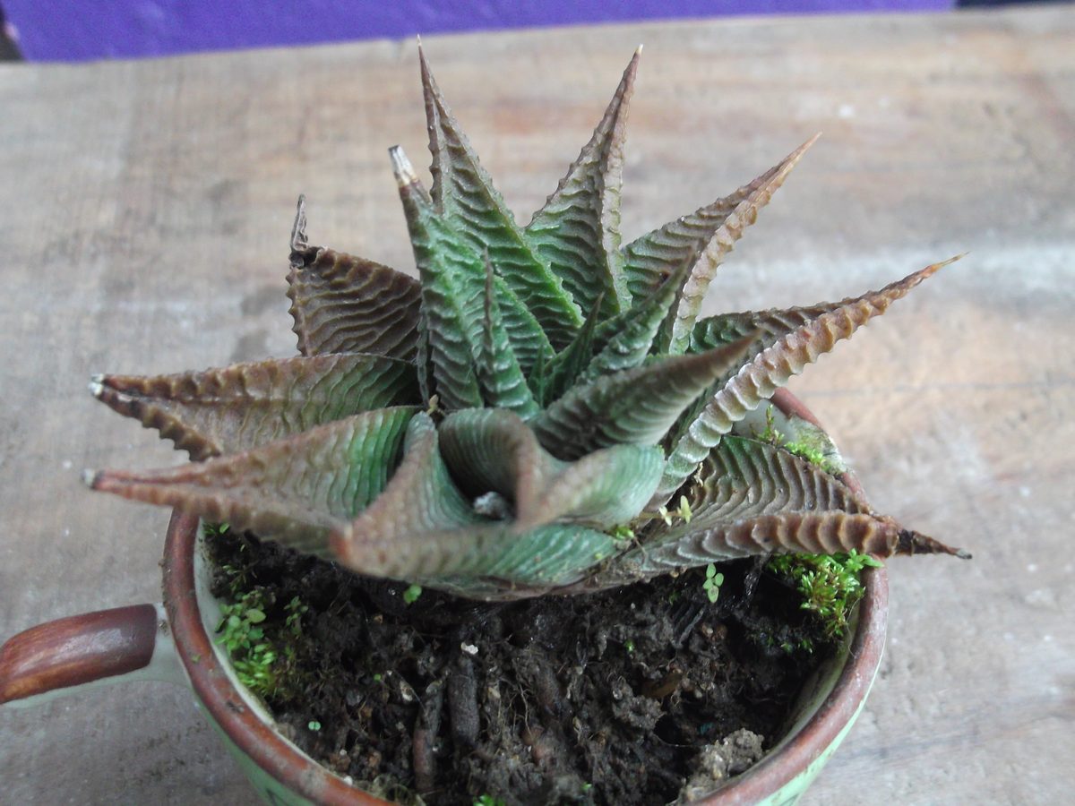 瑠璃殿として鉢植えにされた株を斜め上から見たところ。葉の外側が赤茶色に染まり、横向きの畝と葉縁の細かい鋸歯が目立つ
