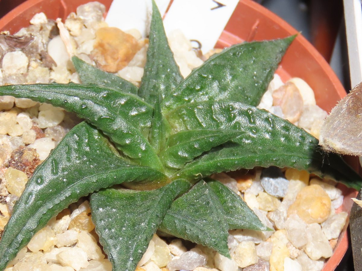 鉢に植えられた濃緑の株を真上から見たところ。葉の表面はおおむね滑らかで、疣は葉の縁寄りにまばらに並ぶ