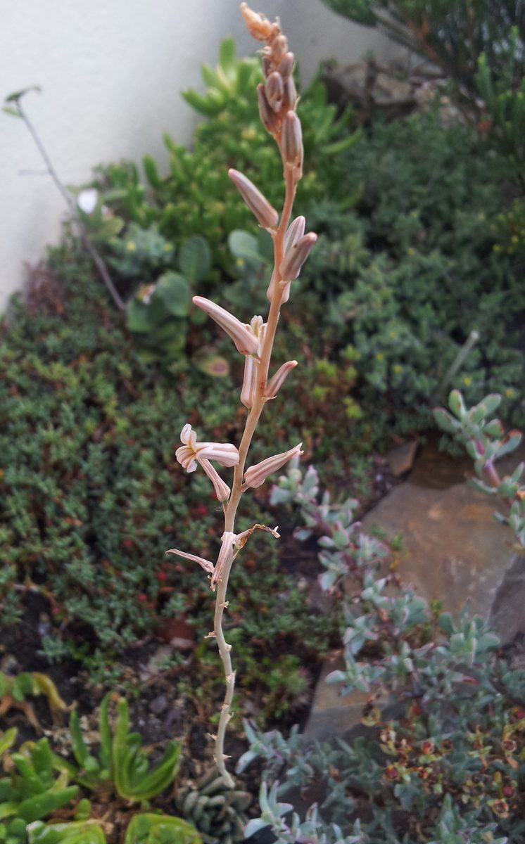細長い花茎に、淡いクリーム色に褐色の筋が入った二唇形の小さな花がまばらにつく。株本体は写っていない