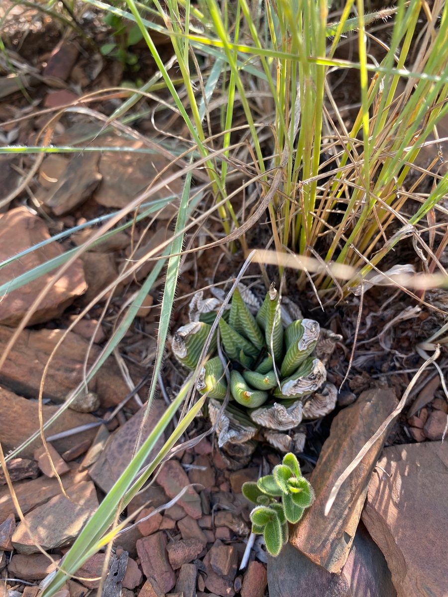 南アフリカ ズールーランドの薄い頁岩が割れた地面で、イネ科の草株の根もとに収まった 1 株。葉に横向きの畝が並ぶ