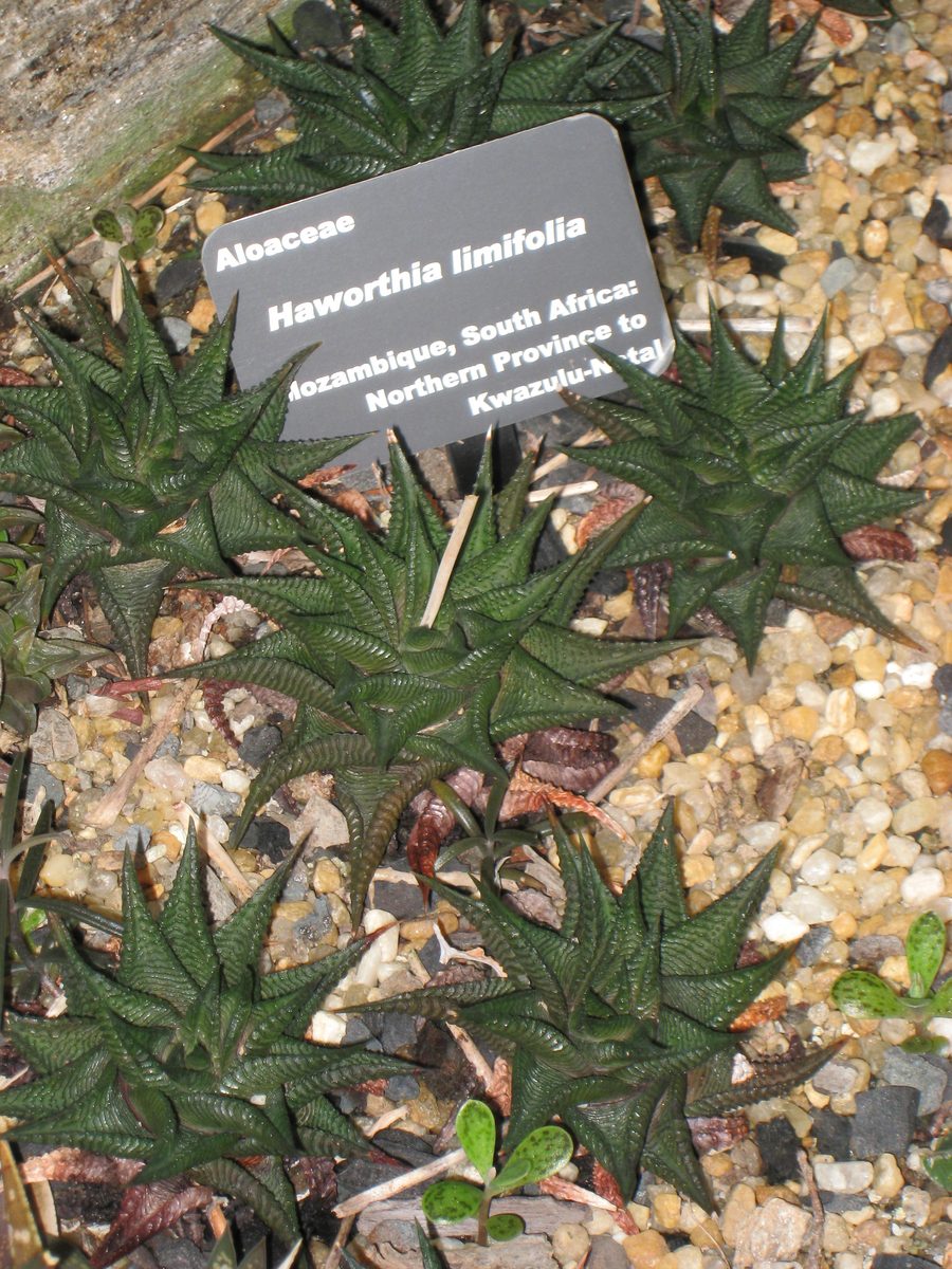 植物園の砂利床に瑠璃殿として植えられた濃緑の群生と、学名と産地を記した黒い名札
