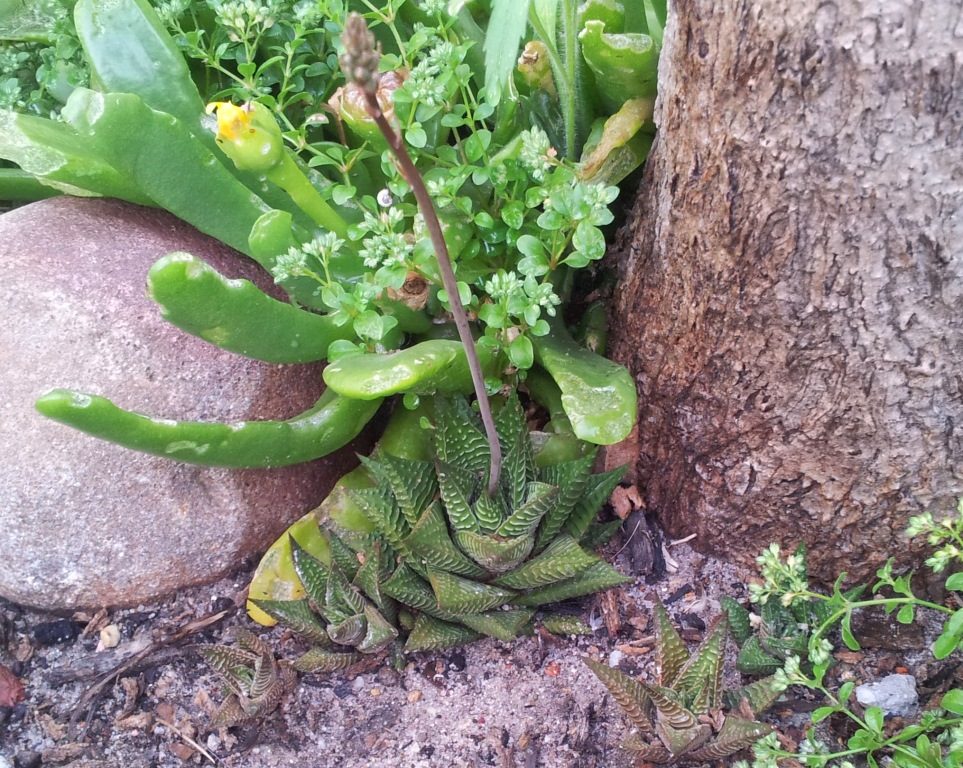 庭の地面に植えられた株。親株の周りに小さな子株がいくつも出ており、中心から長い花茎が伸びている