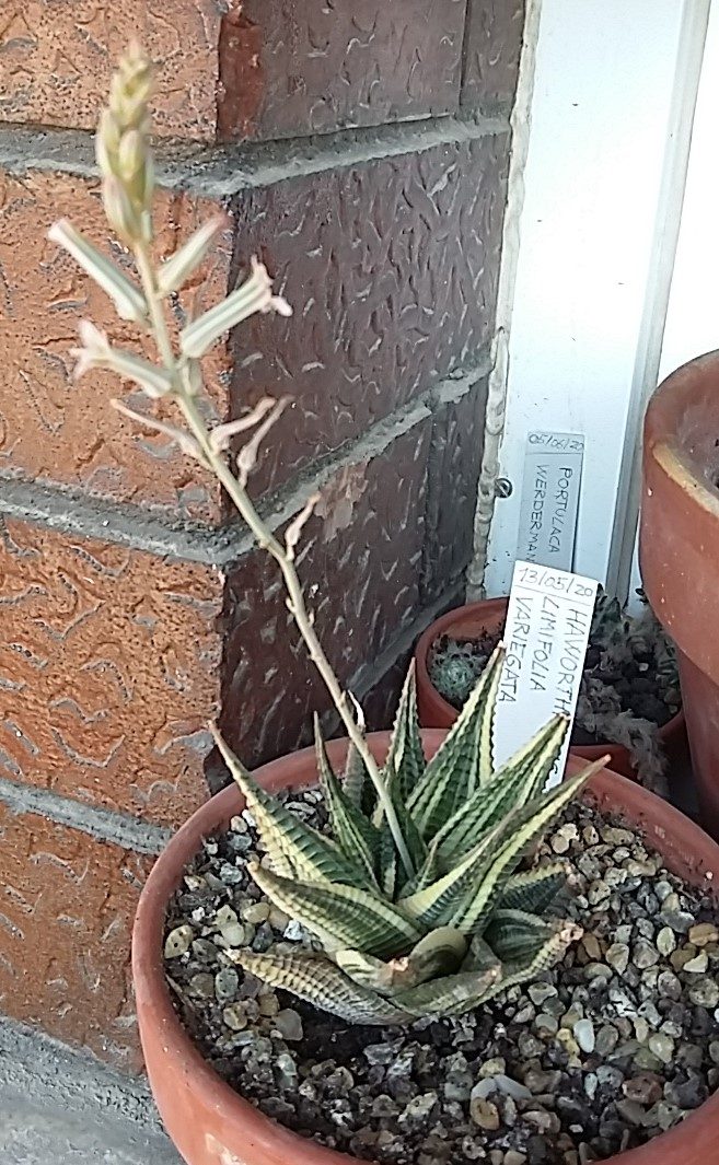 斑入りの株が素焼き鉢に植えられ、長い花茎に淡いピンクの筒状花をつけている。手書きの名札に limifolia variegata と読める文字がある