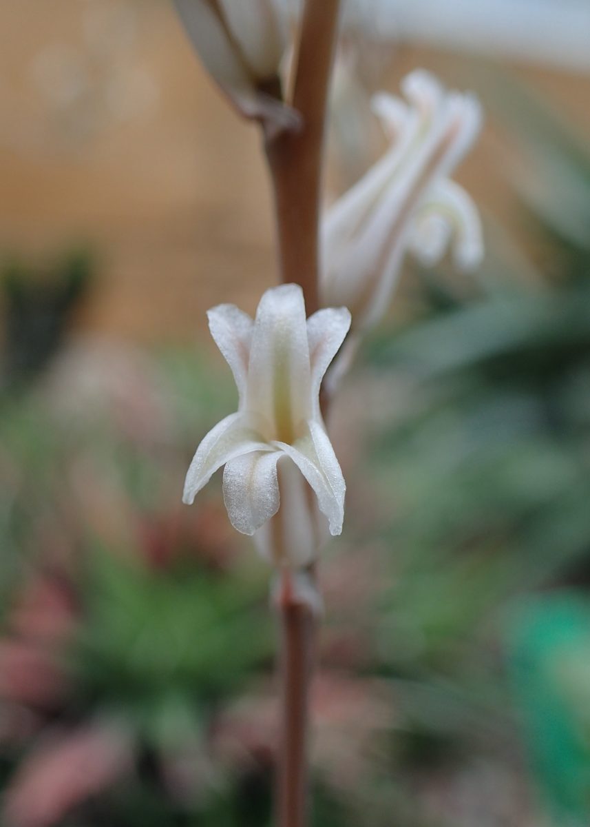 万象(Haworthia truncata var. maughanii)として流通する株の花。白い筒状の花が咲く