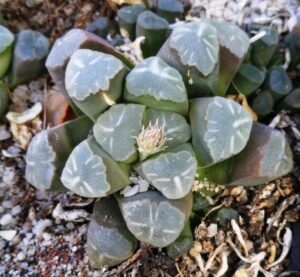 万象(H. truncata var. maughanii)の写真